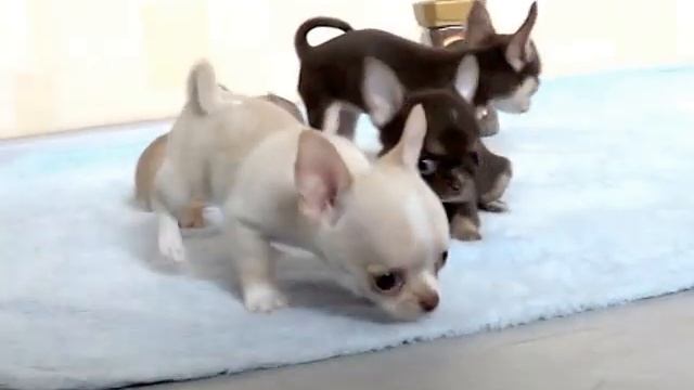 Щенки чихуахуа 1,5 месяца смотреть онлайн