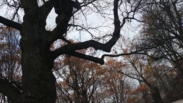 Самый старый дуб в Коломенском смотреть онлайн