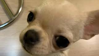 Чихуахуа. Любимая игрушка. смотреть онлайн