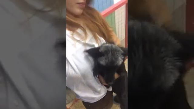 Yachthafen Контактный зоопарк Чернобурая лисица смотреть онлайн