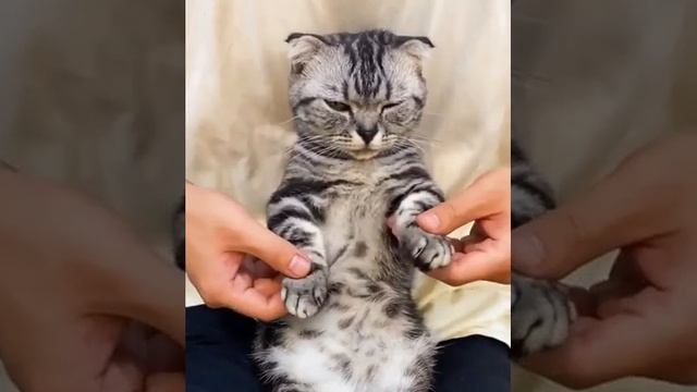 РЖАКА ДО СЛЕЗ! ЭТОТ КОТ- КОРОЛЬ БРЕЙК-ДАНСА !!!! смотреть онлайн