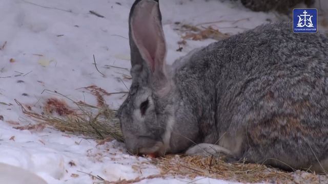 "Колобки из печи"(база отдыха "Белая лошадь", Казанский храм с.Миленино, Тулькая епархия, 2021) смотреть онлайн