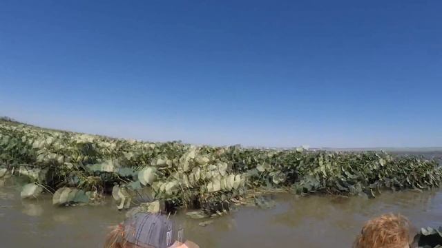 Долина Лотосов в Анапе (Тамань) | Азовское море смотреть онлайн