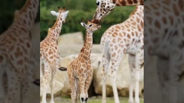 Самые красивые и необычные животные смотреть онлайн