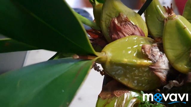 Эпигениум.Epigeneium Treacherianum.