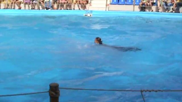 Танцующие дельфины смотреть онлайн