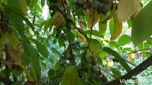 Актинидия - гибридные сорта