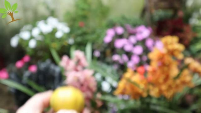 FANTÁSTICO! Não jogo mais fora, vale ouro para suas plantas (Veja o incrível resultado) смотреть онлайн