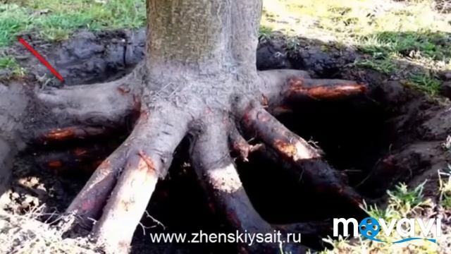 Как удалить пень с участка смотреть онлайн