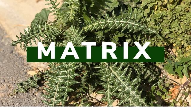 Matrix медитация № 15 "Страх высказывать свое мнение" смотреть онлайн