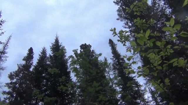 116 часть - НОДЬЯ ночной костер - Утро 12 ДЕВСТВЕННАЯ ТАЙГА Тушенка Разбираем ШАЛАШ Рыбалка Охота смотреть онлайн