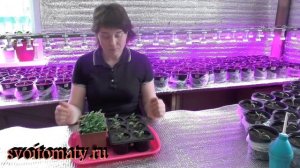 Фиалка рогатая: выращивание и уход