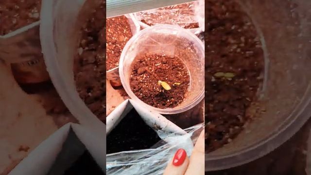 Когда появятся всходы? смотреть онлайн