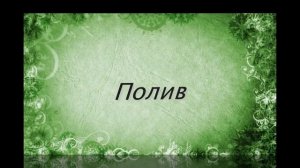 ПИЛЕЯ, декоративно лиственное растение | Виды, посадка и уход в домашних условиях