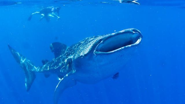 Swimming w/ Whale Sharks & Manta Rays 2018 смотреть онлайн