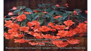 Ампельные бегонии — выращивание, применение, размножение