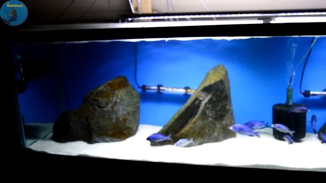 Placidochromis Phenochilus | MDOKA WHITE LIPS | Lake Malawi African Cichlids | Update #5 смотреть онлайн