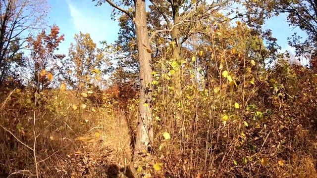 БЕЛЫЕ ГРИБЫ осень 2019 Красавцы БЕЛЫЕ и КРАСНОГОЛОВЦЫ в осенней посадке смотреть онлайн