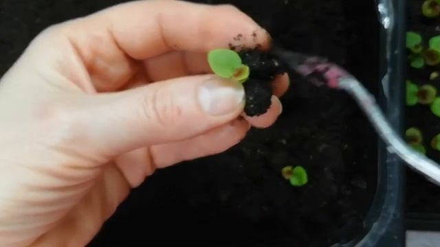 ПИКИРОВКА БЕГОНИИ.. ЛЕГКО, ПРОСТО, НАДЕЖНО! смотреть онлайн