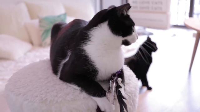 Как отучить котенка драть обои смотреть онлайн