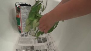 РАЗМНОЖЕНИЕ ЧЕРЕНКАМИ ЦВЕТОК СИНАДЕНИУМ,обрезка и укоренение черенка