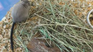 Песчанки - уход и содержание в домашних условиях