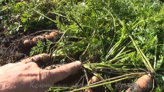 Под занавес сезона ВЕРШКИ и КОРЕШКИ. смотреть онлайн