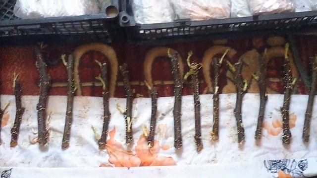 Очень простой способ укоренения черенков инжира смотреть онлайн