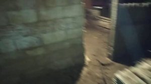 Содержание уток зимой, какая нужна подстилка, без сарая или на улице. Мусккные утки зимуют на улице