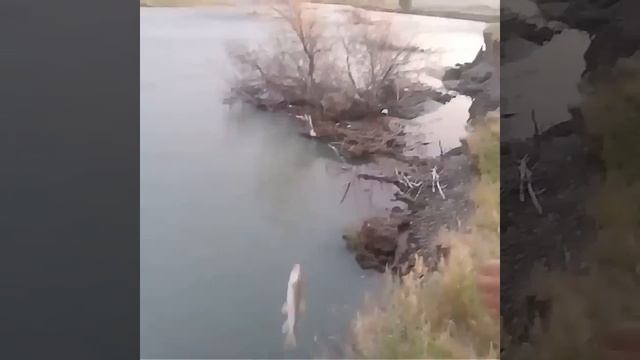 Ловля османа на реке Каратал, Алматинская область смотреть онлайн