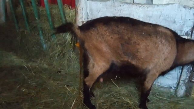 Окот козы от начала до самого конца! Сложные роды козы! Козачка Персея❤ смотреть онлайн