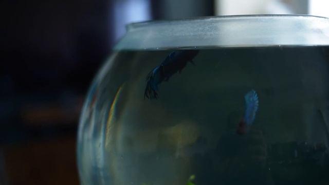 Продвижение сайта с гарантией, SEO с гарантией в договоре