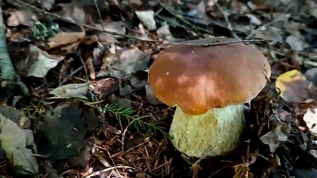 "А что все там ищут?" - "Не знаю, может грибы, которых нет" смотреть онлайн