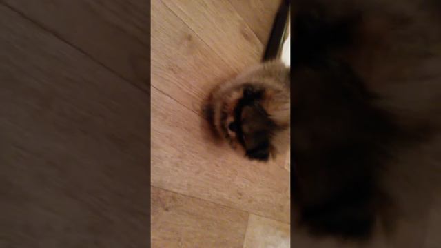 Шпиц играет! смотреть онлайн