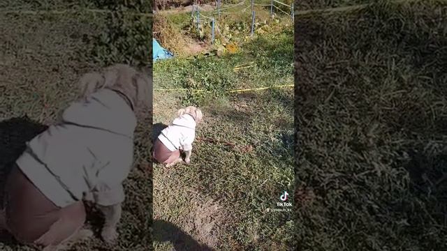 Американская Акита и КХС. Уже не первая встреча))) смотреть онлайн