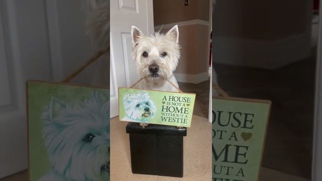 Home is where the dog is ? #westie #love смотреть онлайн
