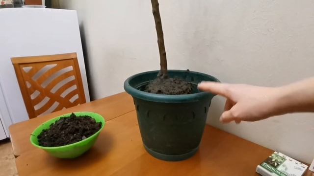 Лимон приболел?, борьба с щитовкой?? смотреть онлайн