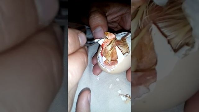 Что делать если ципленок не может сам вилезти из яйца.Помощь ципленку...