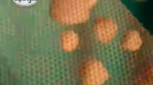 Причуда Вафли