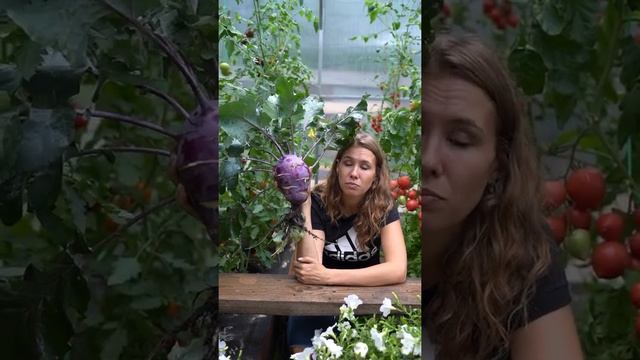 Нетипичная капуста кольраби смотреть онлайн