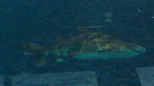 Акулы и др. (шанхайский океанариум, сентябрь 2010) смотреть онлайн
