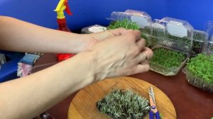 Сбор урожая. #микрогрин. #микрозелень.