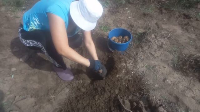 Картофель сорта "Санте" (Сантэ) на песчаных почвах вблизи Улан-Удэ, урожай 2020 смотреть онлайн