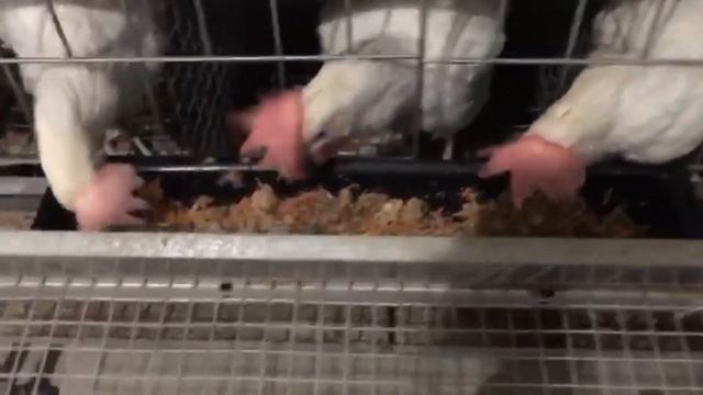 Кросс Коралл в клетке. Содержание несушек в клетках. смотреть онлайн