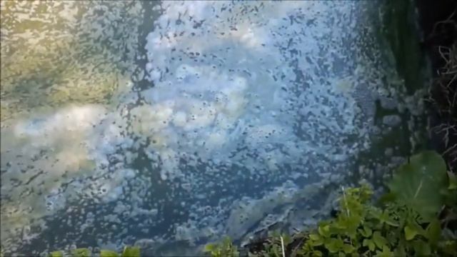 Известкование пруда на своём участке! Боремся с цветением воды! Пруд без плёнки! смотреть онлайн