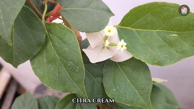 5 JENIS BOUGENVILLE CITRA смотреть онлайн