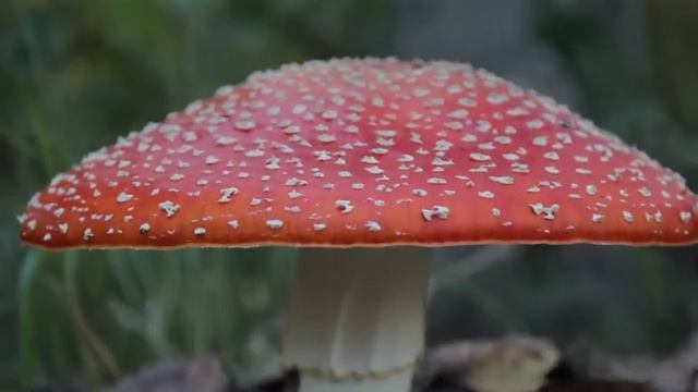 829 Spotted Amanita Muscaria fly agaric red and white mushroom смотреть онлайн