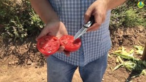 Супернова - ультраранний томат для открытого грунта