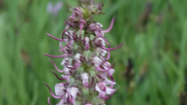 Pedicularis смотреть онлайн