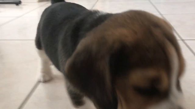 Puppy Beagles Playing in Ball Pit with Brother & Sisters смотреть онлайн